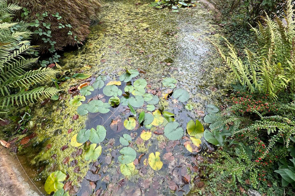 LilyPad Pond Clean, Oxted 01